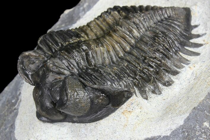 Coltraneia Trilobite Fossil - Huge Faceted Eyes #86011